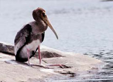 Wildlife Adventure Tours