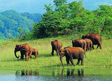 Wild Adventure Tours India