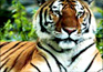 Best of India