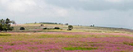 Kaas Plateau