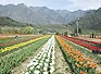 Splendors of Kashmir