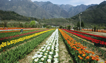 Exotic Kashmir 