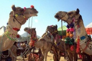 Pushkar Tour