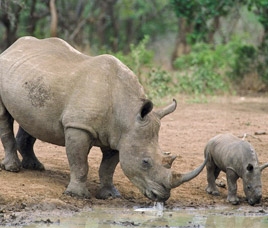 rhino