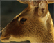 Sultanpur National Park