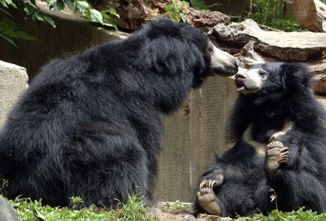 Madhav Shivpuri National Park-Madhav Shivpuri Park Tour