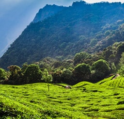 Munnar