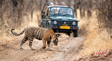 Ranthambore