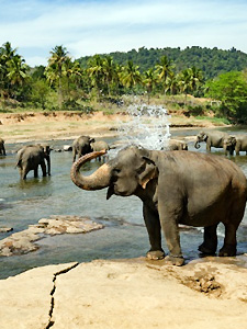 Sri Lanka, Wild Life