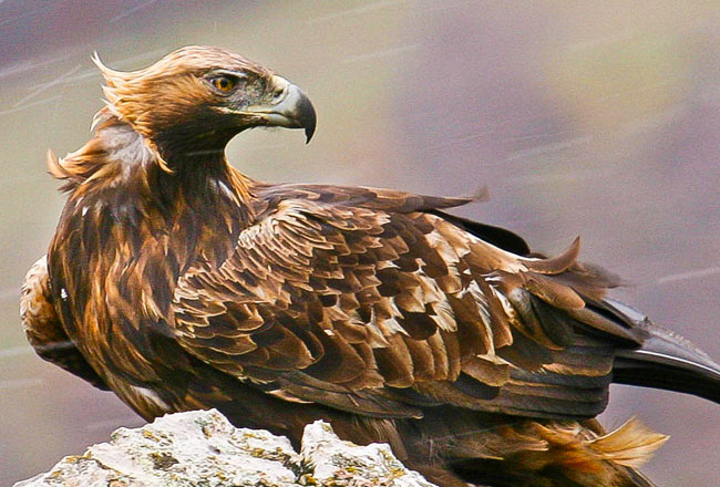 Photo Gallery of Hemis Altitude National Park- Explore Hemis Altitude