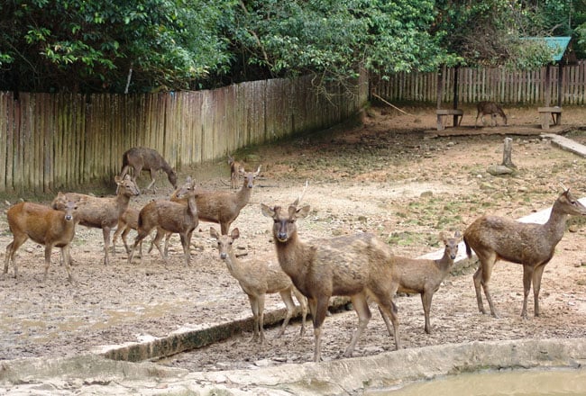 bangalore wild animal safari bangalore wild animal safari