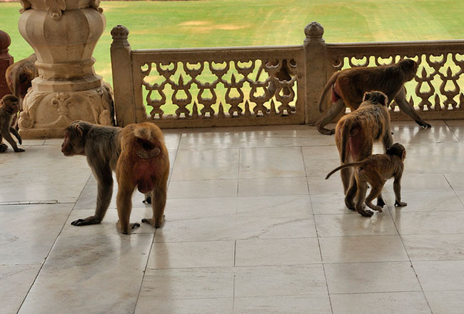 Agra Red Fort monkeys 439