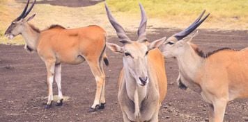 Casela National Park