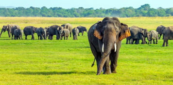 Udawalawe National Park
