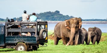 Yala National Park