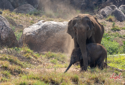 elephant at kanha national park