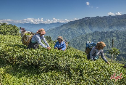 Tea estate of Darjeeling