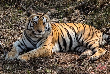 tigers in kanha national park