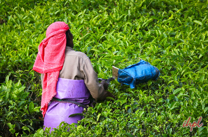Tea gardens in Munnar