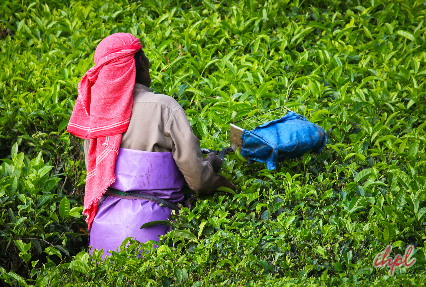  Tea Plantation in Kerala
