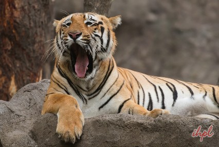  Periyar Tiger Reserve