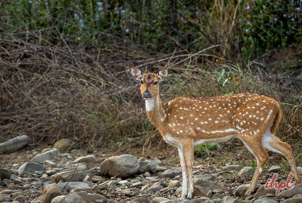 nameri national park, Assam