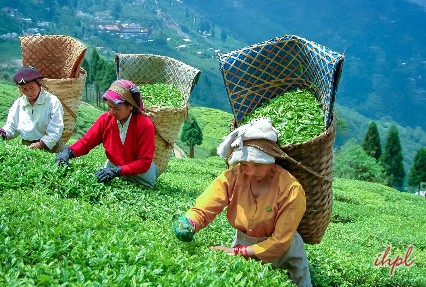  Happy valley Tea Gardens, Darjeeling