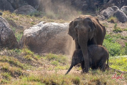 bandhavgarh national park all animal