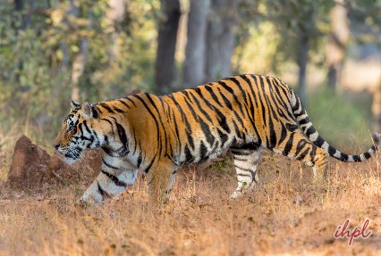 parambikulam tiger reserve