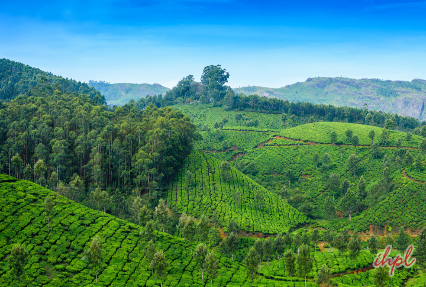Tea Plantation in Munnar Kerala