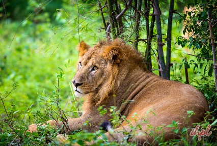 indian lion safari