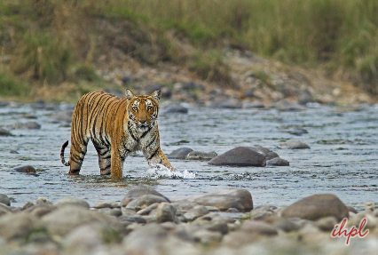 Tiger at Jim Corbett