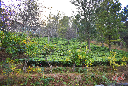 Tea Garden Kausani