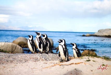 south african penguins boulders beach