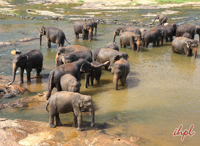 Pinnawala Elephant Orphanage