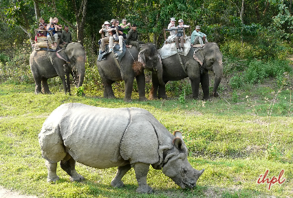 elephant safari chitwan national park