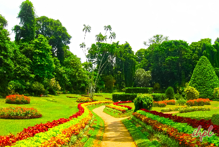 sri lanka royal botanical gardens