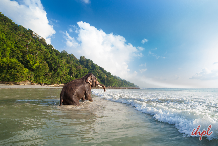 Elephant beach