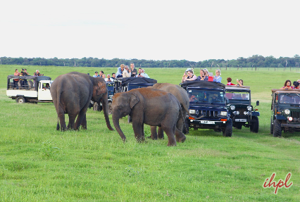 Pinnawala Elephant Orphanage