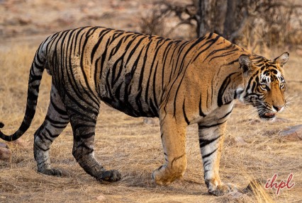 Rajasthan wildlife
