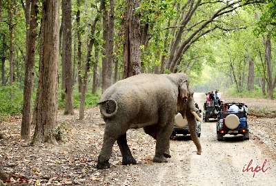 Tiger in Jim Corbett