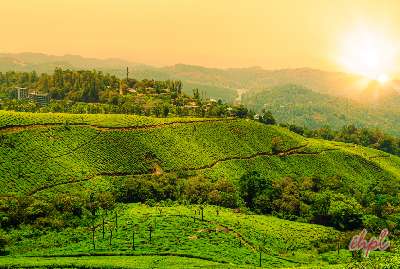 Short Escape to Munnar