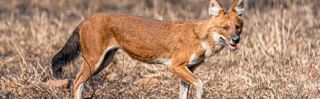 Tadoba National Park