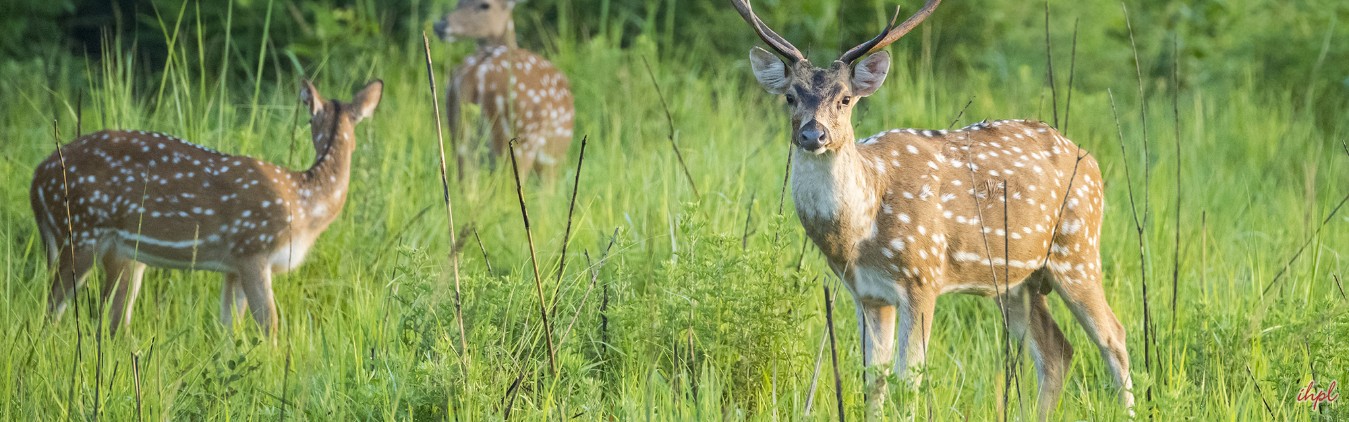 Delhi - Corbett - Jamur - Vanghat - Bhikyasen - Delhi