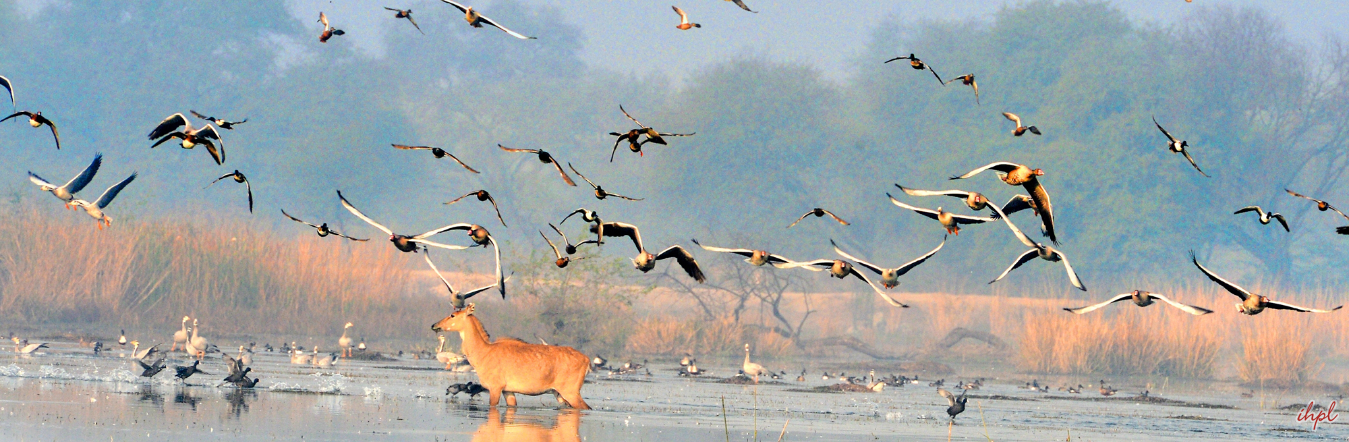 Delhi - Sultanpur - Agra - Fatehpur Sikri - Bharatpur - Delhi