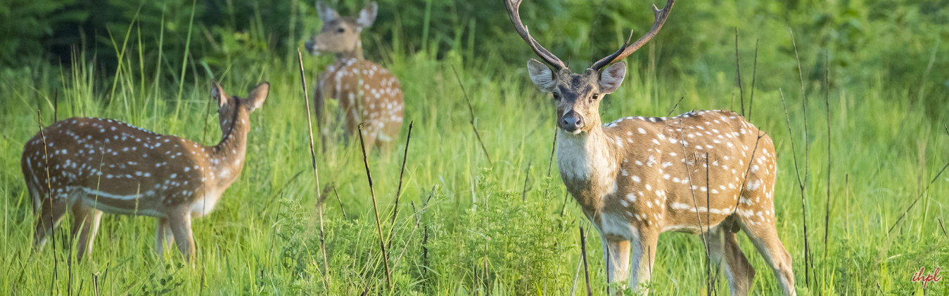 Delhi - Corbett - Unchagaon - Agra - Bharatpur - Sawai Madhopur - Jaipur - Delhi