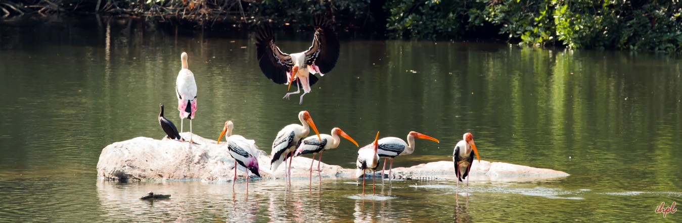 Thekkady - Kumarakom - Marari (Alleppey) - Cochin