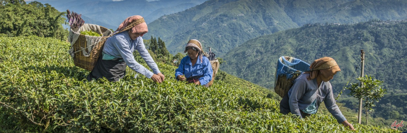 Delhi - Agra - Jaipur - Glenburn Tea Estate -Darjeeling - Delhi