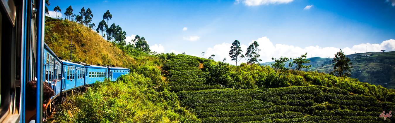 Enjoy tea plantation during 4 days tour