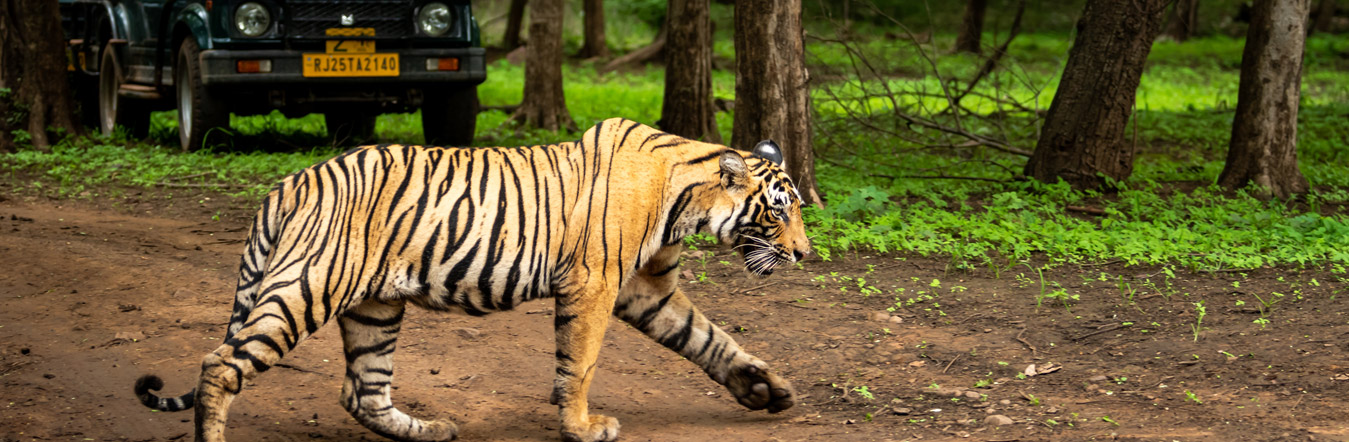 Delhi - Sariska - Ranthambore - Bera - Udaipur - Delhi